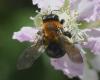 Andrena thoracica